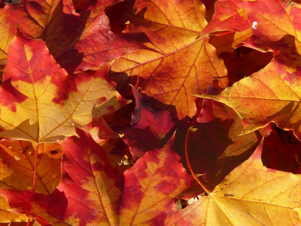 Autumn leaves collected to make leaf compost